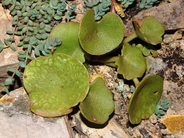 Umbilicus rupestris / Ombelico di Venere